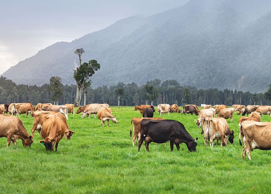 cows in a grass field