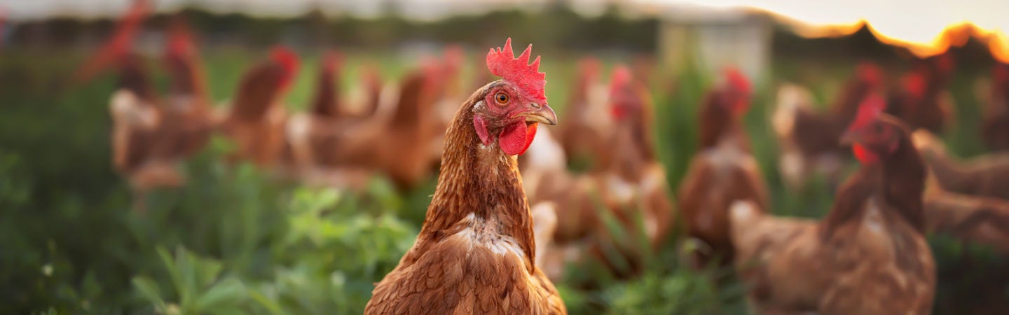 Brown rooster in green farm field with other chickens - free range animal welfare concept