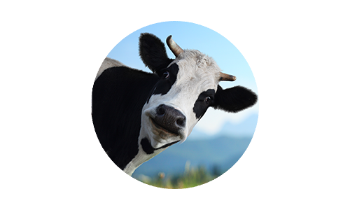 Cow black and white looking at camera and licking its nose