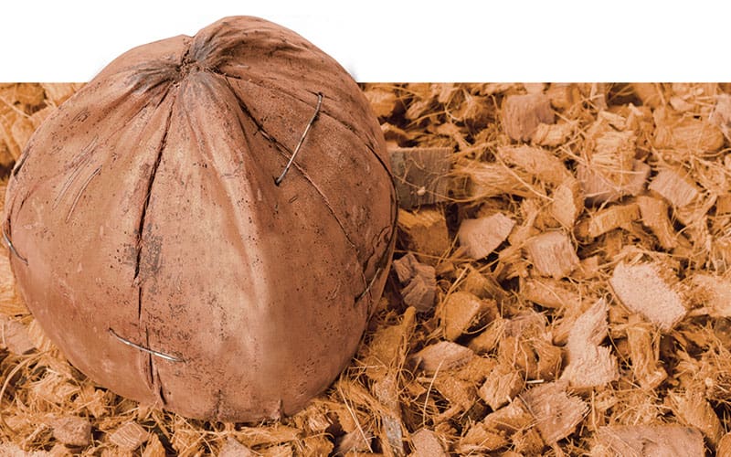 coconut