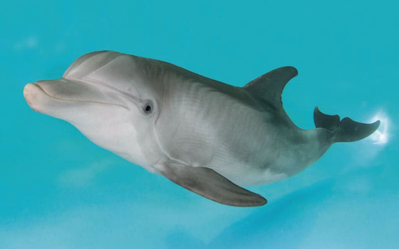 dolphin
