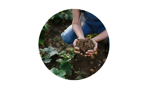 Person kneeling holding green seedling in soil in cupped hands