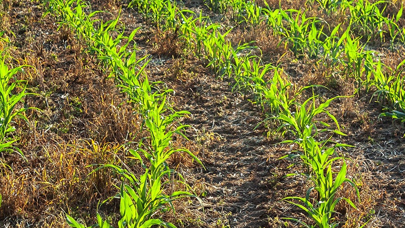 Rows of no till corn with crop residue between rows - responsible agriculture, regenerative agriculture