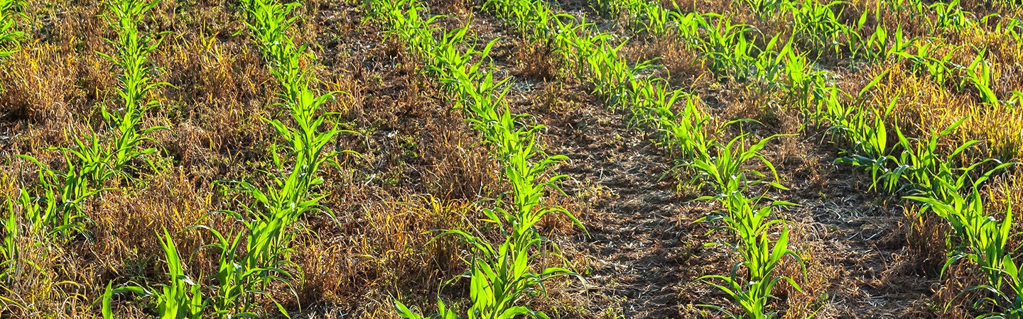 Rows of no till corn with crop residue between rows - responsible agriculture, regenerative agriculture