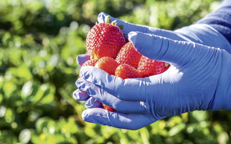 A farmworker holds strawberries