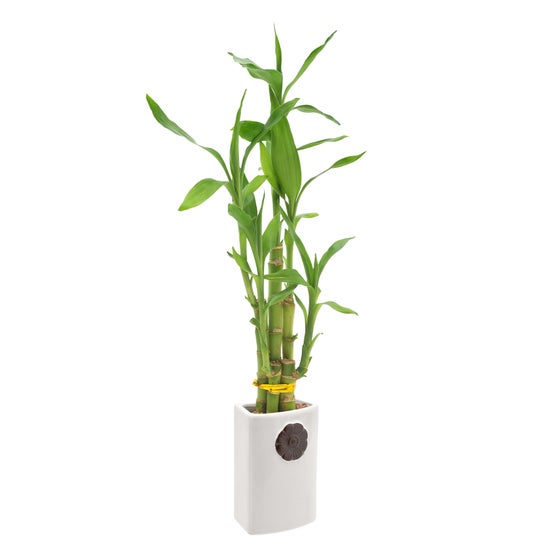 Enlarge Product Preview 2