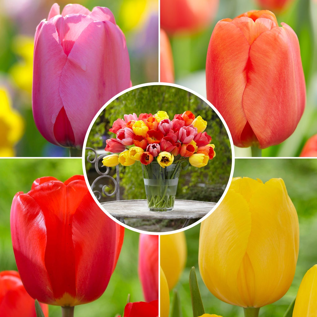 Longfield Gardens Simply Sunshine Tulip Collection, 180 bulbs | Costco