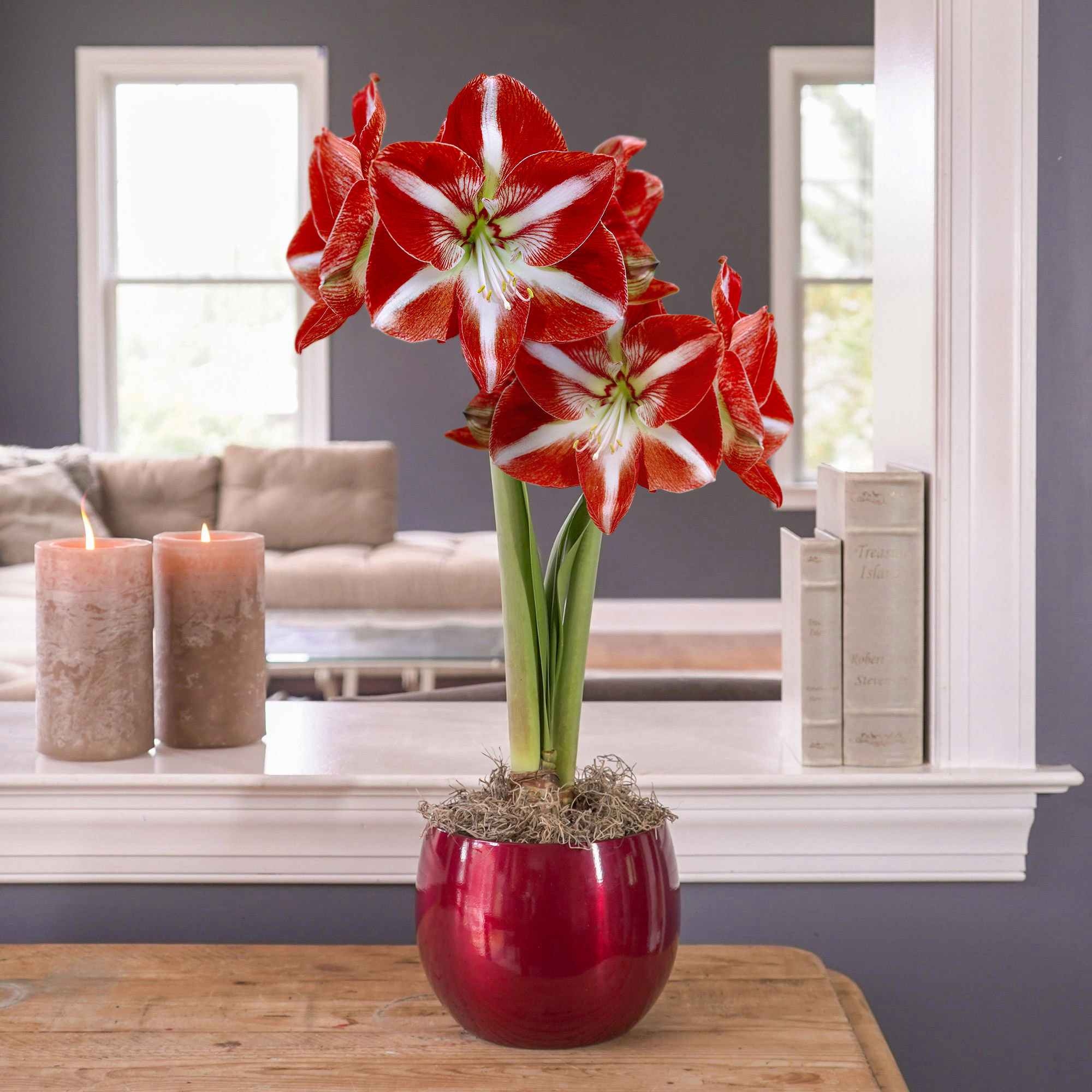 amaryllis コンピ Longfield Gardens Amaryllis Bulb with Container | Costco