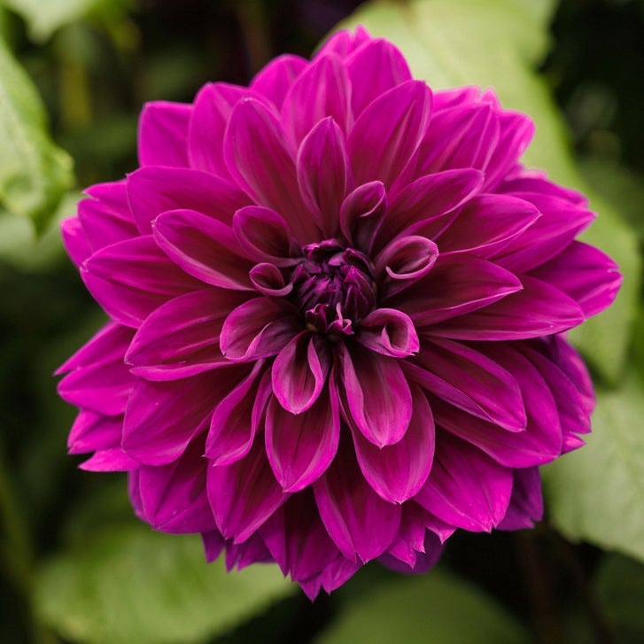 【KING　Flower】アディダス　BOTANICAL　カラフル　極美品 Longfield Gardens Dahlia Collections Assorted Colors, 12-count