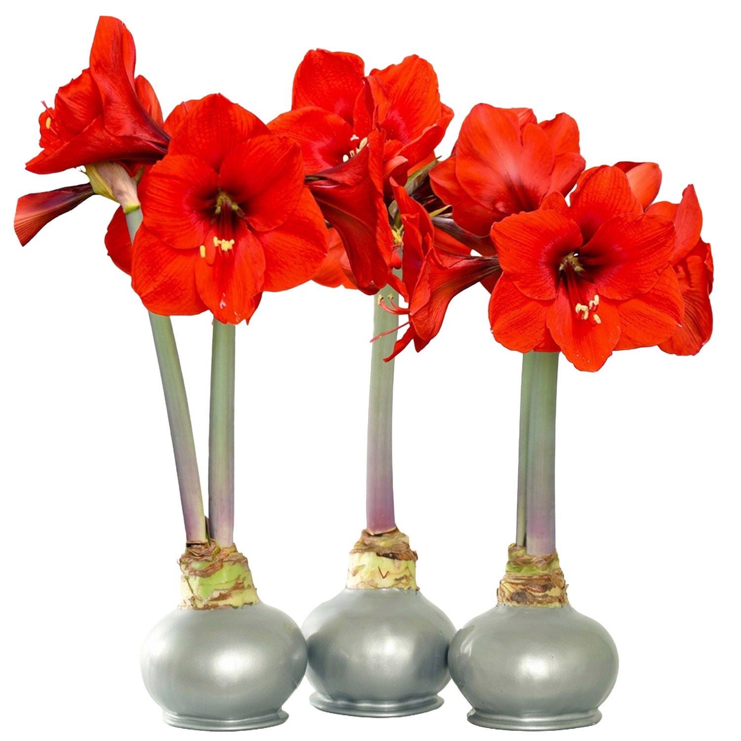 Bloomaker Silver Waxed Amaryllis Trio, No Water Needed | Costco