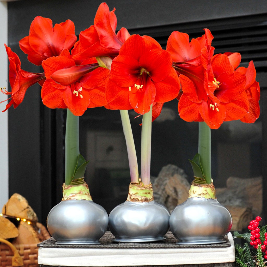 Bloomaker Silver Waxed Amaryllis Trio, No Water Needed | Costco