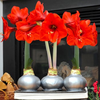Bloomaker Silver Waxed Amaryllis Trio, No Water Needed | Costco