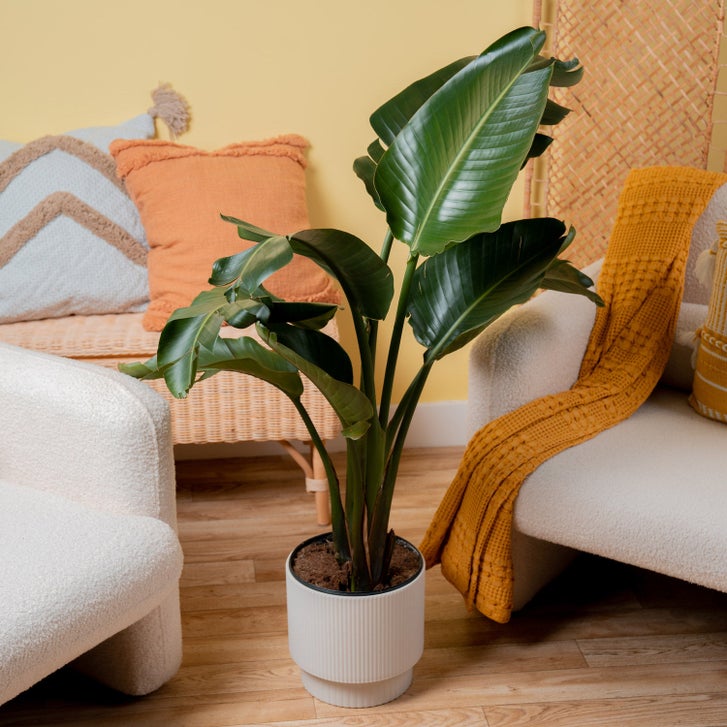 メキシコ産　モデスタキンイロコガネ　35mm Costa Farms White Bird of Paradise, Strelitzia Nicolai, Houseplant