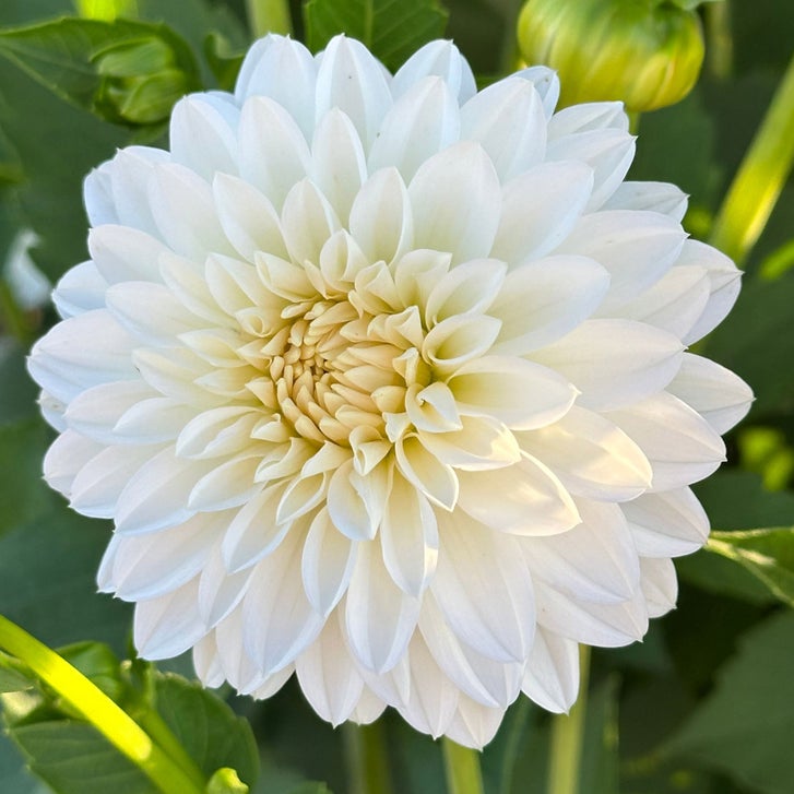 Longfield Gardens Dahlia Collections Pink and Purple, 12-count