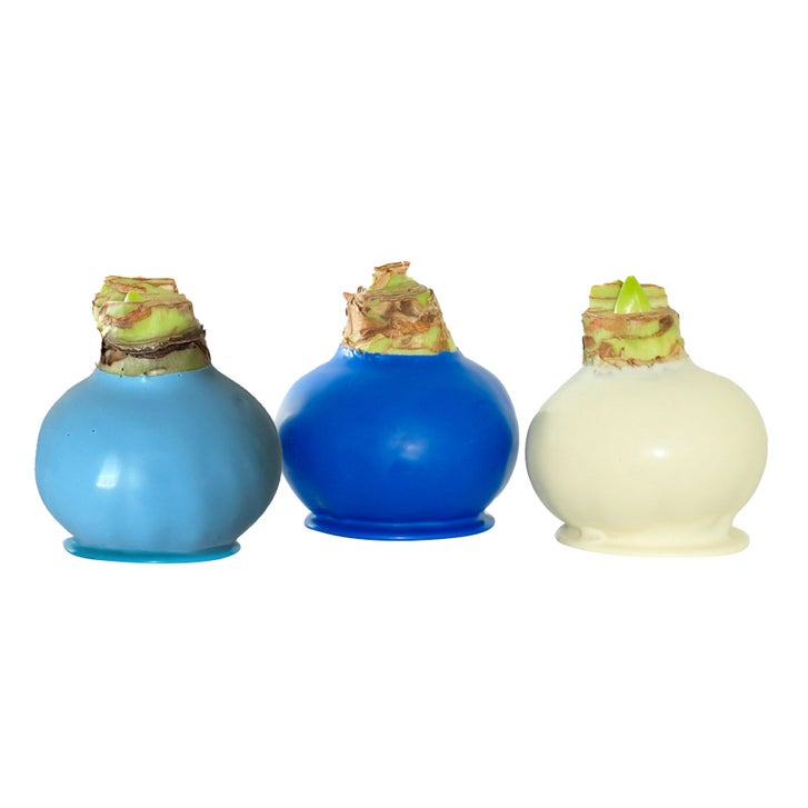 Bloomaker Hanukkah Waxed Amaryllis Trio, No Water Needed | Costco Bloomaker Hanukkah Waxed Amaryllis Trio, No Water Needed | Costco