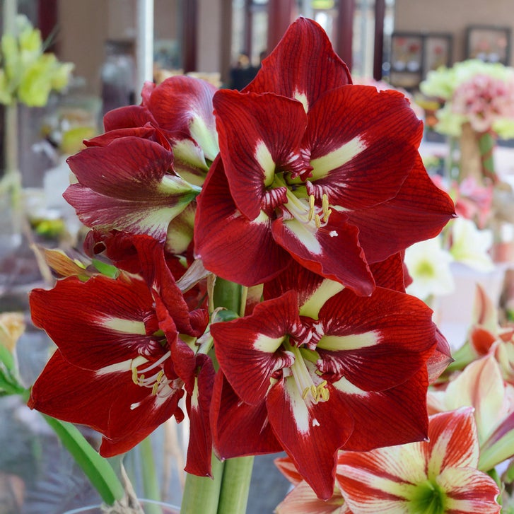 Longfield Gardens Red Amaryllis, 4-bulbs | Costco