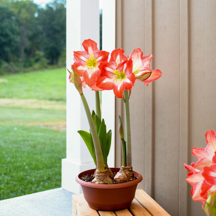 Bloomaker Raw Minerva Amaryllis Bulbs Variety | Costco