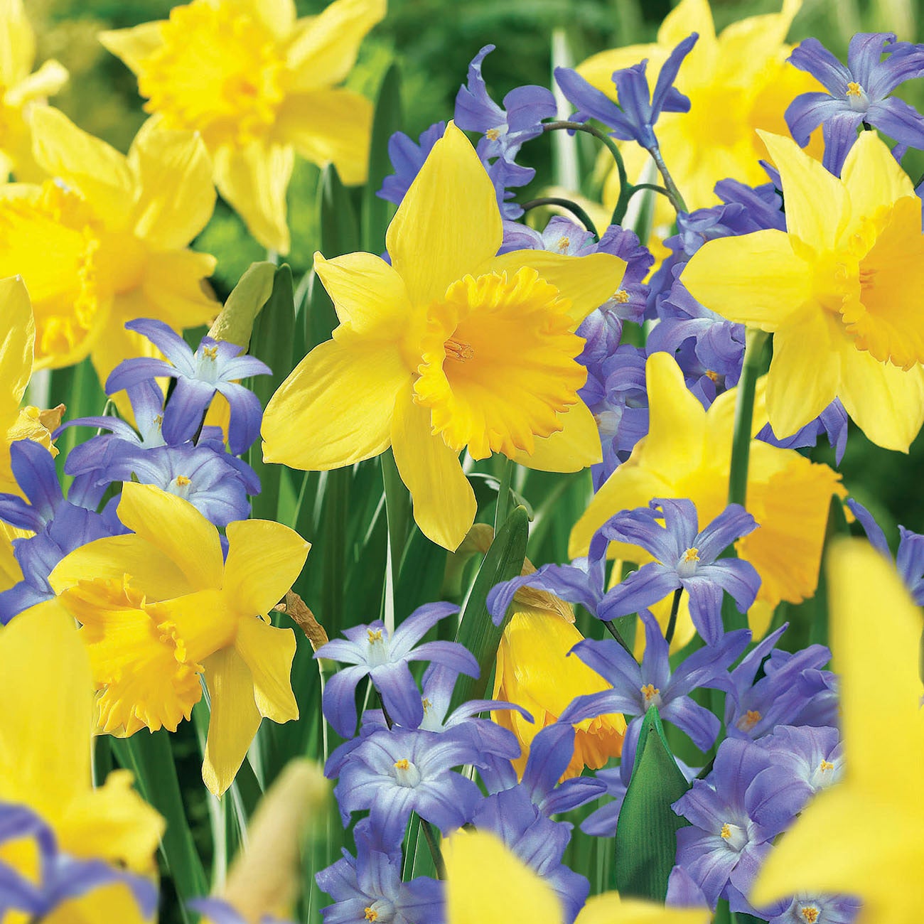Deer Resistant Bulb Garden - Set of 100 Bulbs | Costco