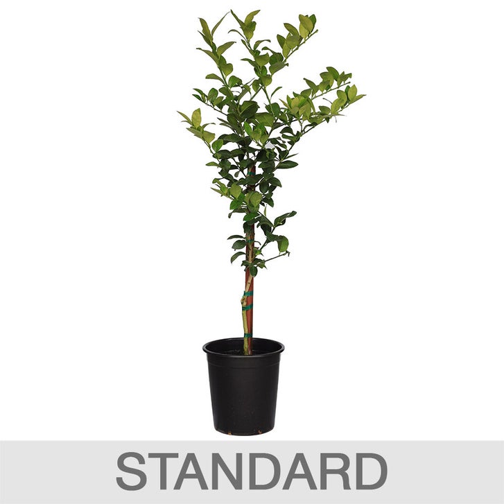 Enlarge Product Preview 5