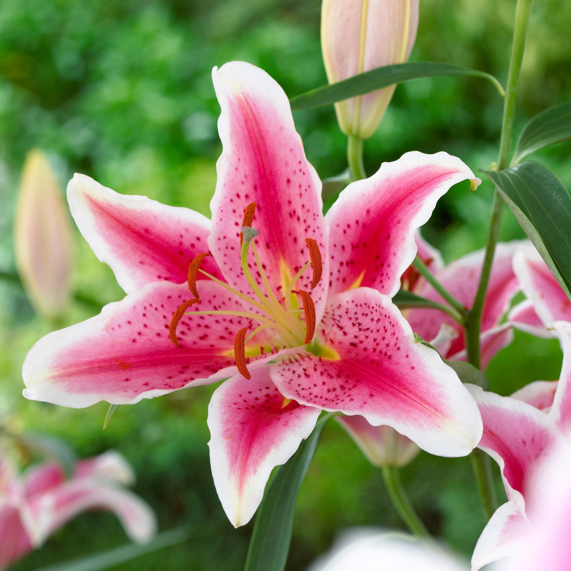 Longfield Gardens Lily Collections, 40-bulbs | Costco