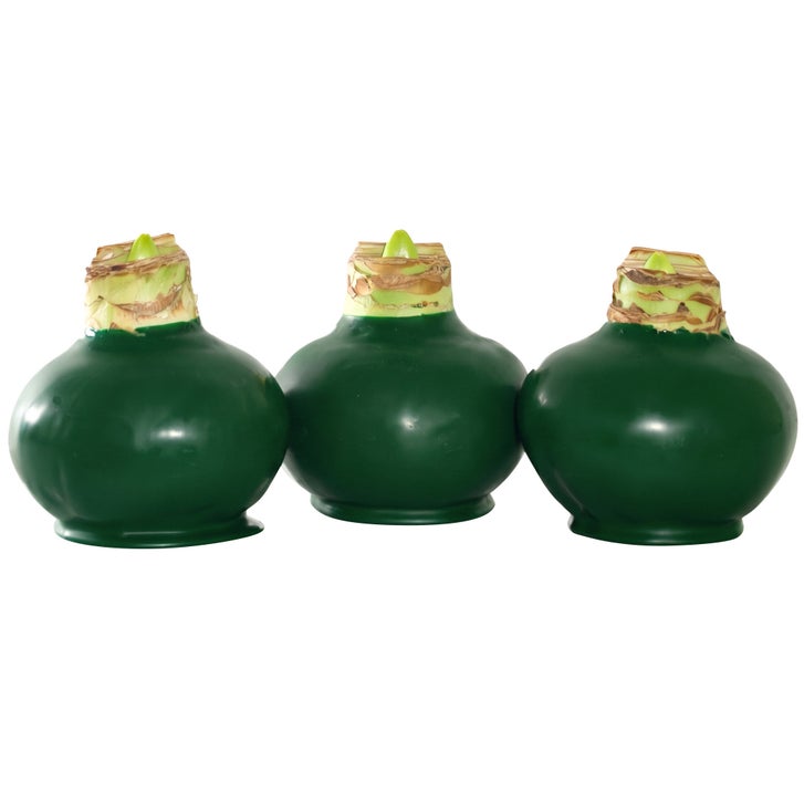Bloomaker Waxed Amaryllis Trio, No Water Needed | Costco