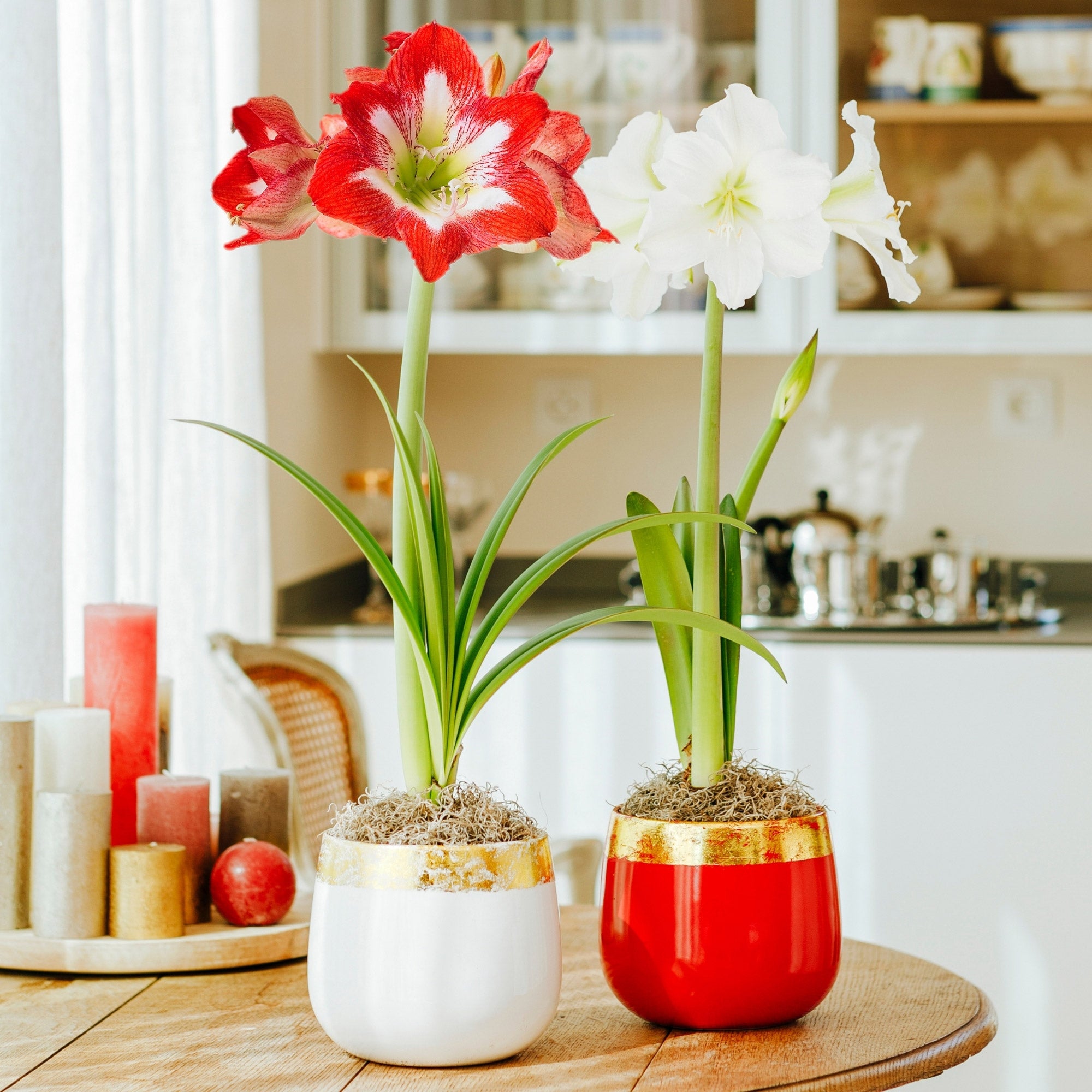 amaryllis コンピ Longfield Gardens Amaryllis 'Minerva' & 'Matterhorn' Gift Kit