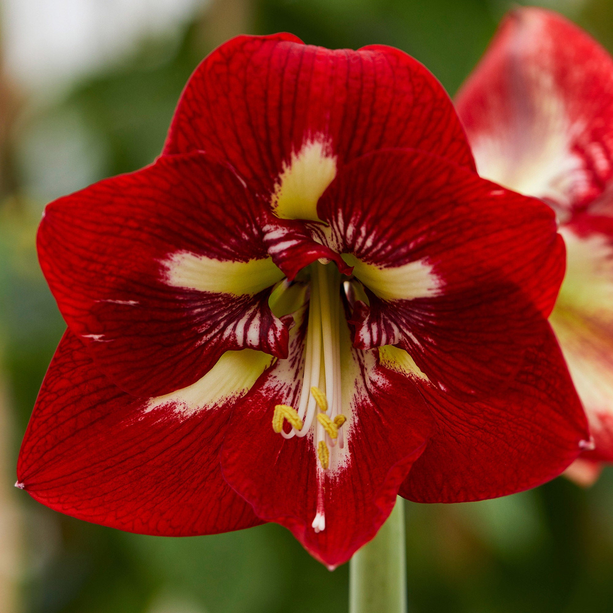 amaryllis コンピ Longfield Gardens Red Amaryllis, 4-bulbs | Costco