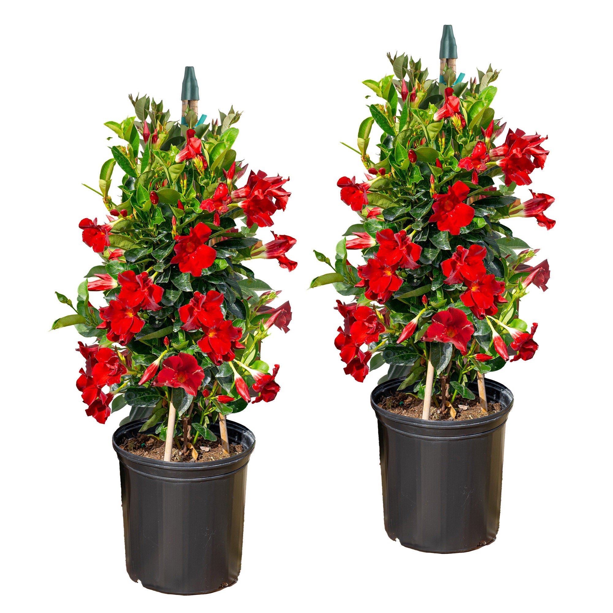 Costa Farms Mandevilla Teepee Flowering Plant in Nursery Pot, 2