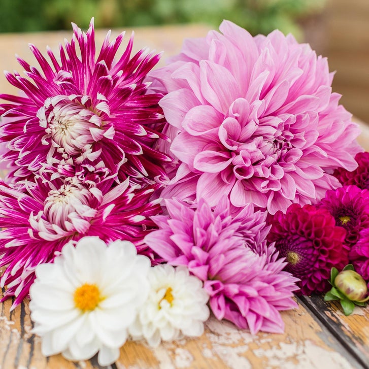 Longfield Ultimate Pink and Purple Cut Flower Collection, 260