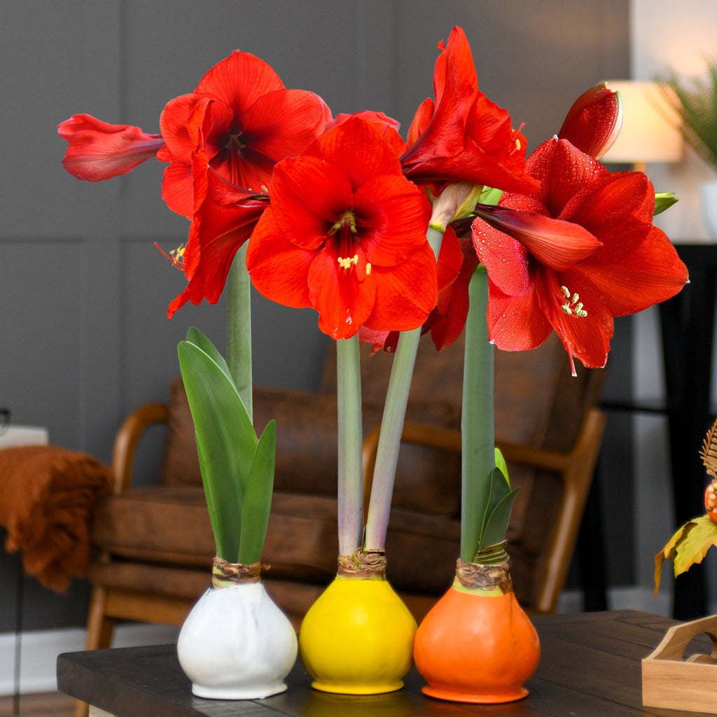amaryllis コンピ Bloomaker Fall Sweets Trio – Waxed Amaryllis | Costco