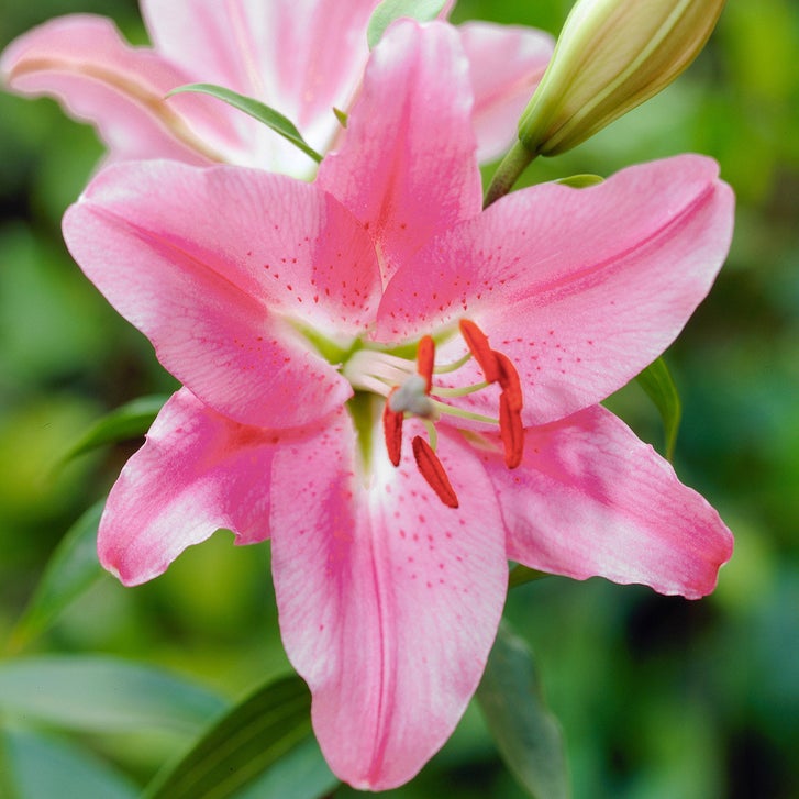 Longfield Gardens Lily Collections, 40-bulbs | Costco