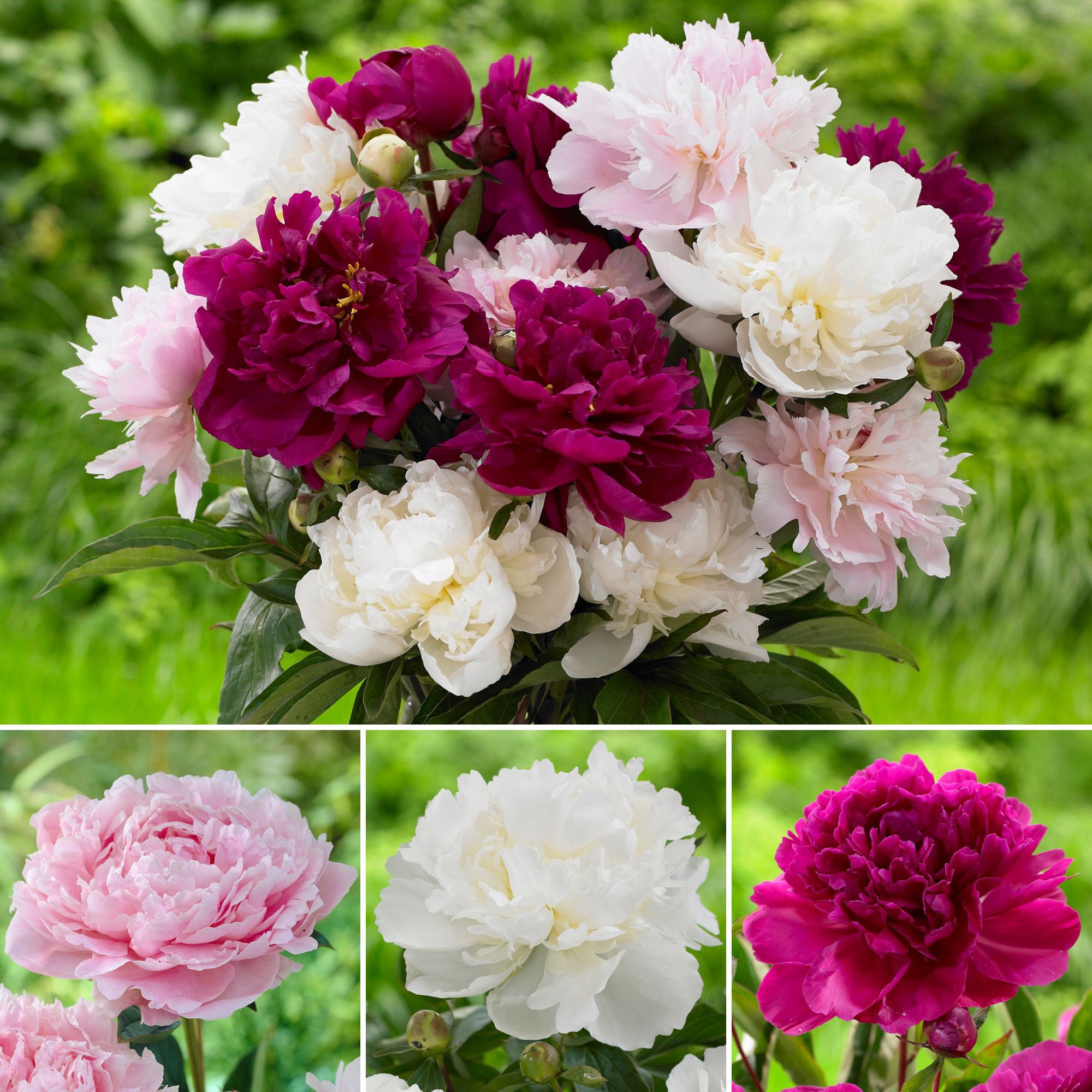 Longfield Gardens Peony Perennial Garden, 9-roots | Costco
