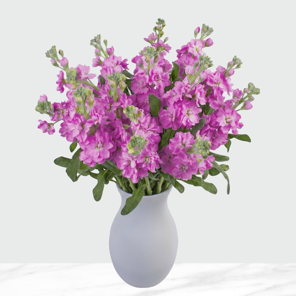 Enlarge Product Preview 1