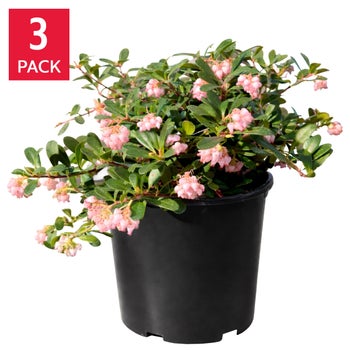 Massachusetts Kinnikinnick 'Massachusetts', 3-pack