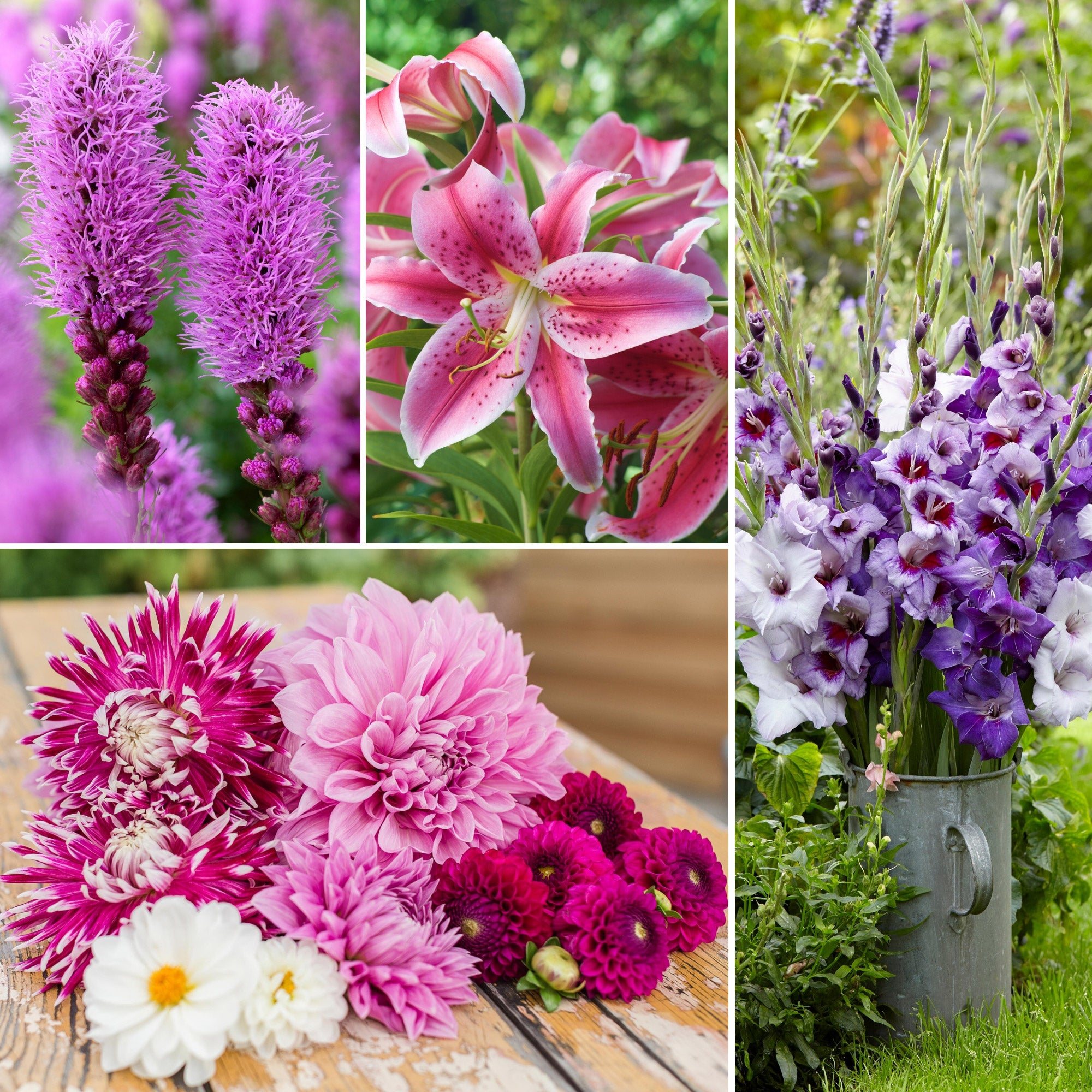 Longfield Ultimate Pink and Purple Cut Flower Collection, 260