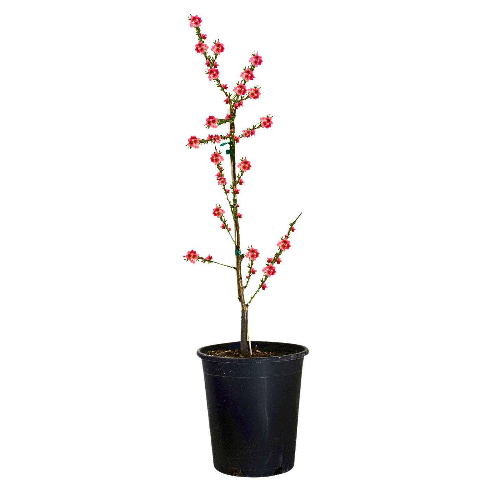Alder & Oak Early Red Flowering Peach Tree