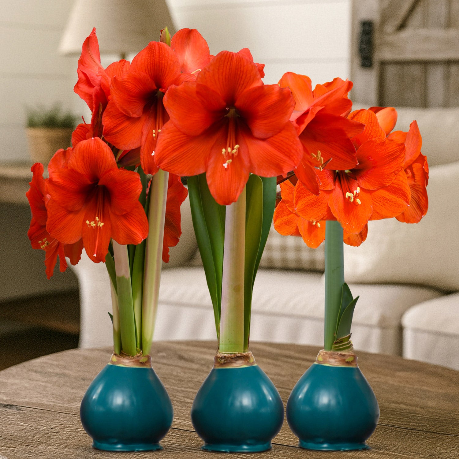Bloomaker Teal Waxed Amaryllis Trio, No Water Needed | Costco