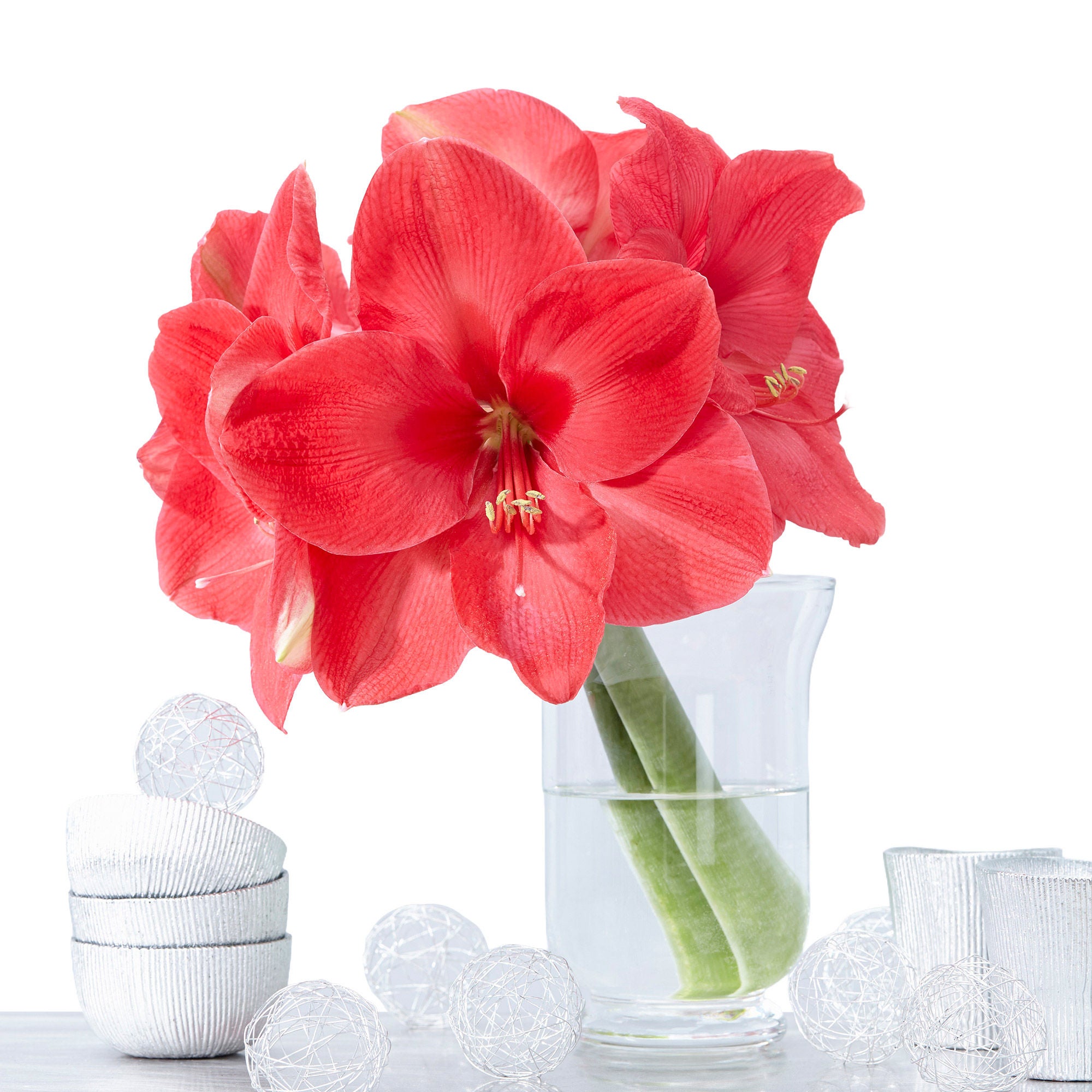 Longfield Gardens Pink Amaryllis, 4-bulbs | Costco