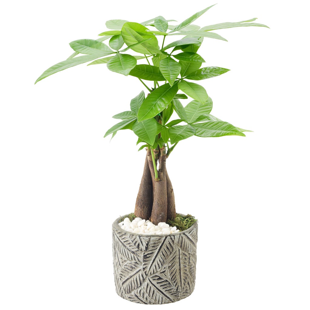 Enlarge Product Preview 1