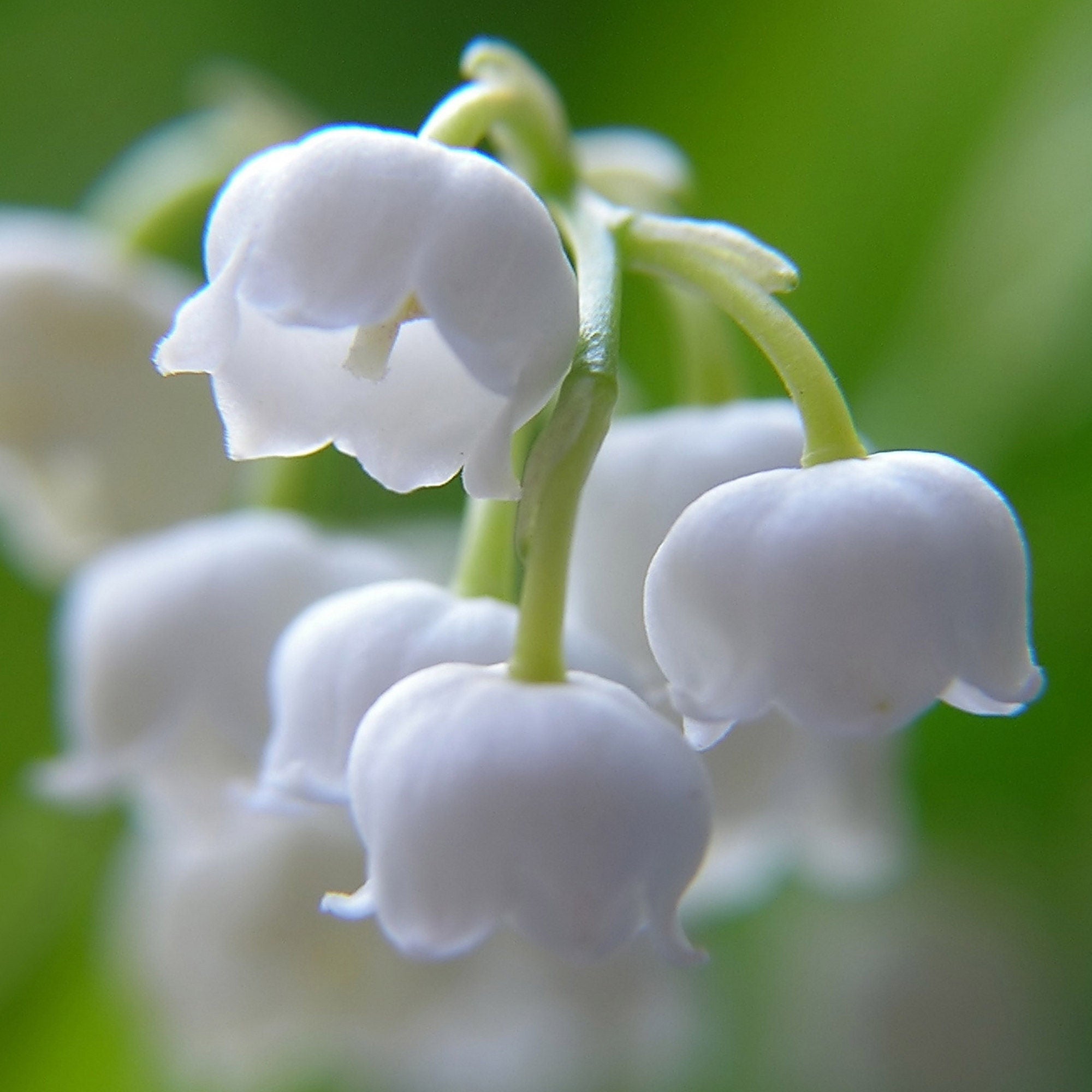 Pre-Order Longfield Gardens Lily of the Valley, 48 Plants | Costco