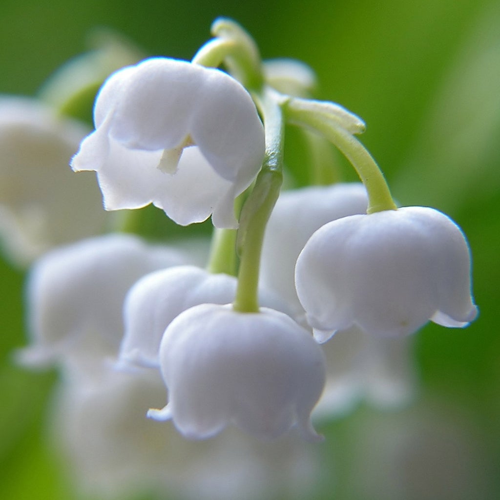 Pre-Order Longfield Gardens Lily of the Valley, 48 Plants | Costco Pre-Order Longfield Gardens Lily of the Valley, 48 Plants | Costco