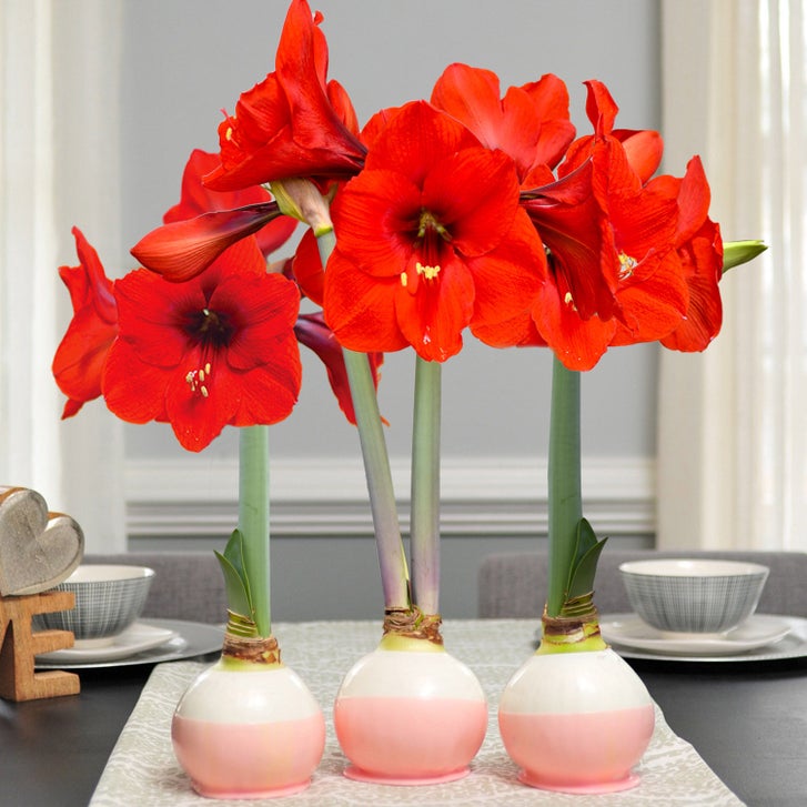Bloomaker Double Valentine Waxed Amaryllis Trio, No Water Needed
