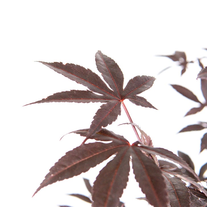 Enlarge Product Preview 4