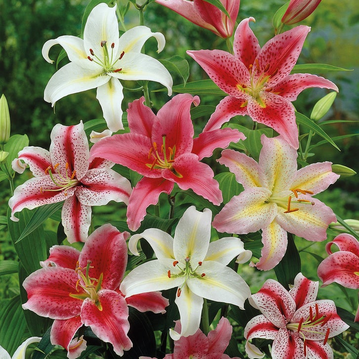 Pre-Planted Oriental Hybrid Lily in Round Basket | Costco