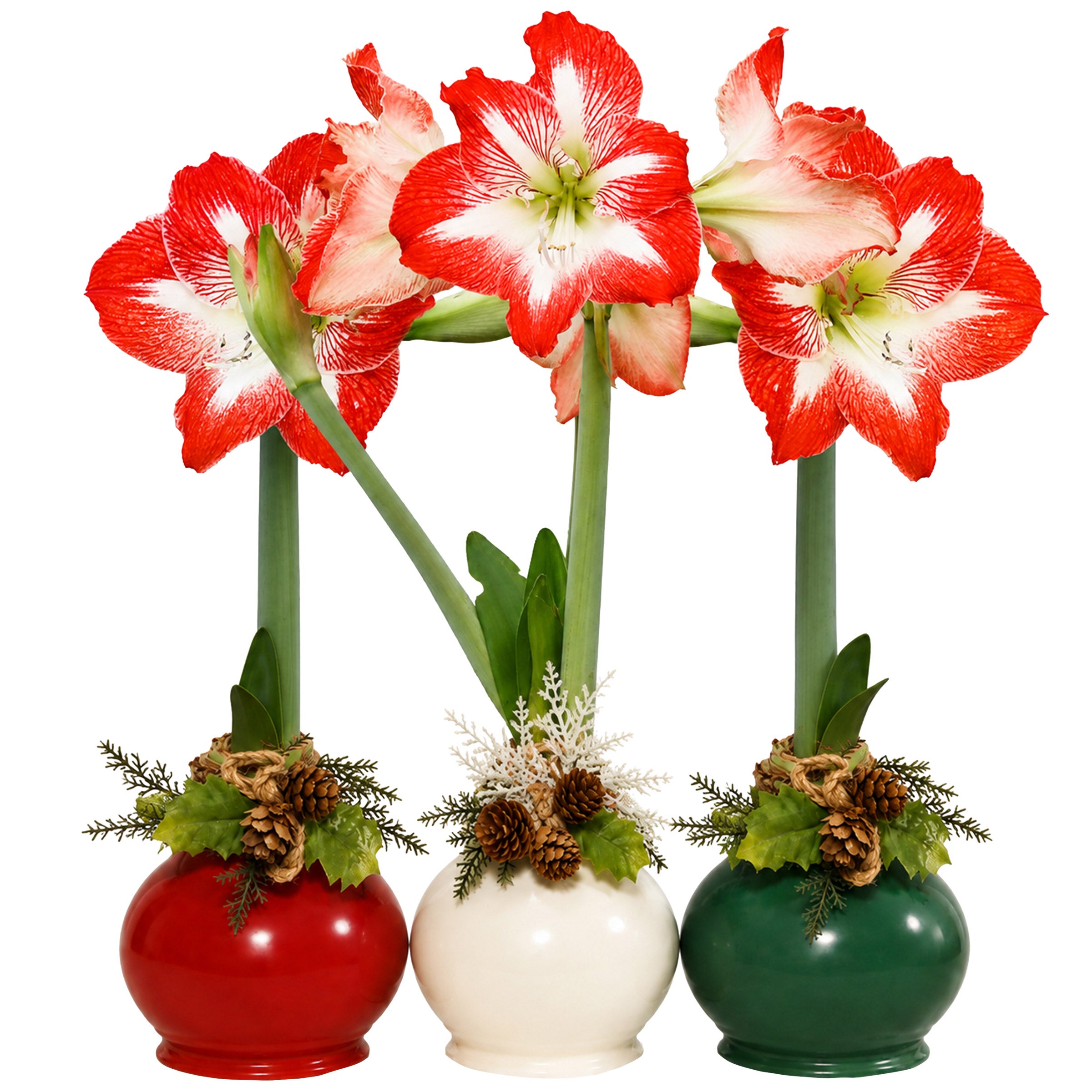 Bloomaker Holiday Trio Waxed Amaryllis, No Water Needed | Costco