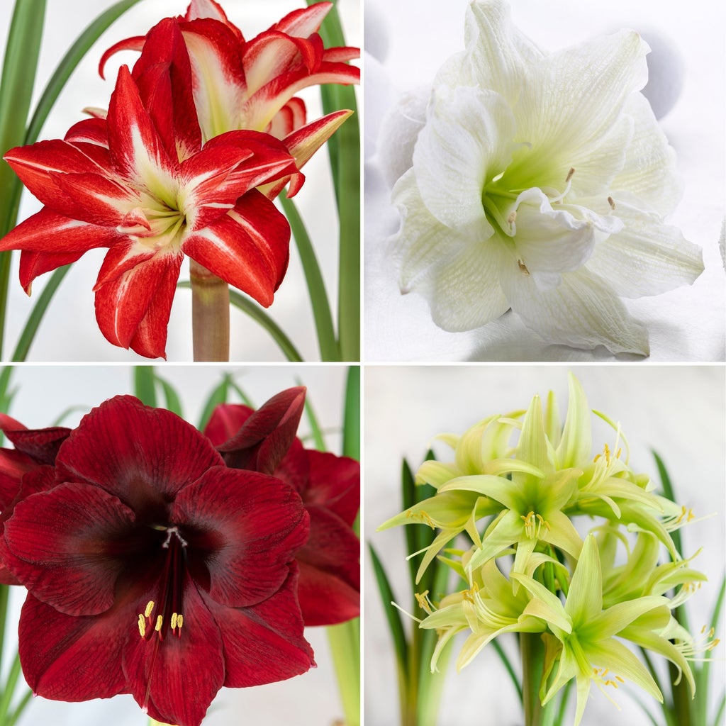 Longfield Gardens Designer Amaryllis Collection, 4 bulbs | Costco