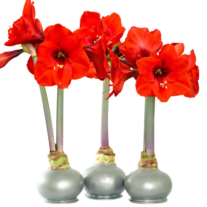 Bloomaker Silver Waxed Amaryllis Trio, No Water Needed | Costco