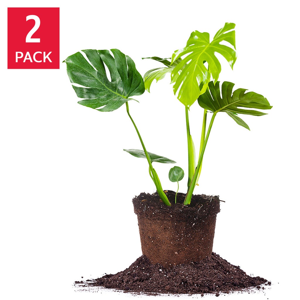 Monstera Deliciosa 2-pack | Costco