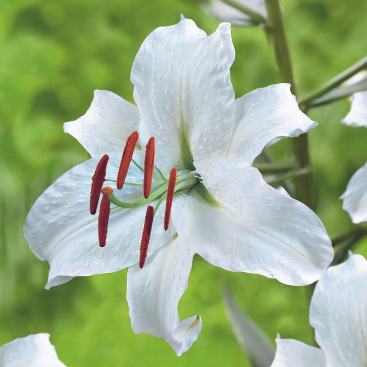 Longfield Gardens Lily Collections, 35-count | Costco