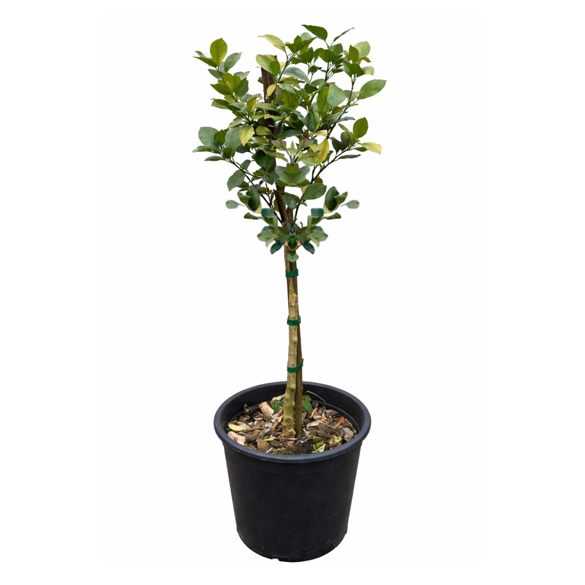LEMONTREE 3点 4000448928-847__1.jpg